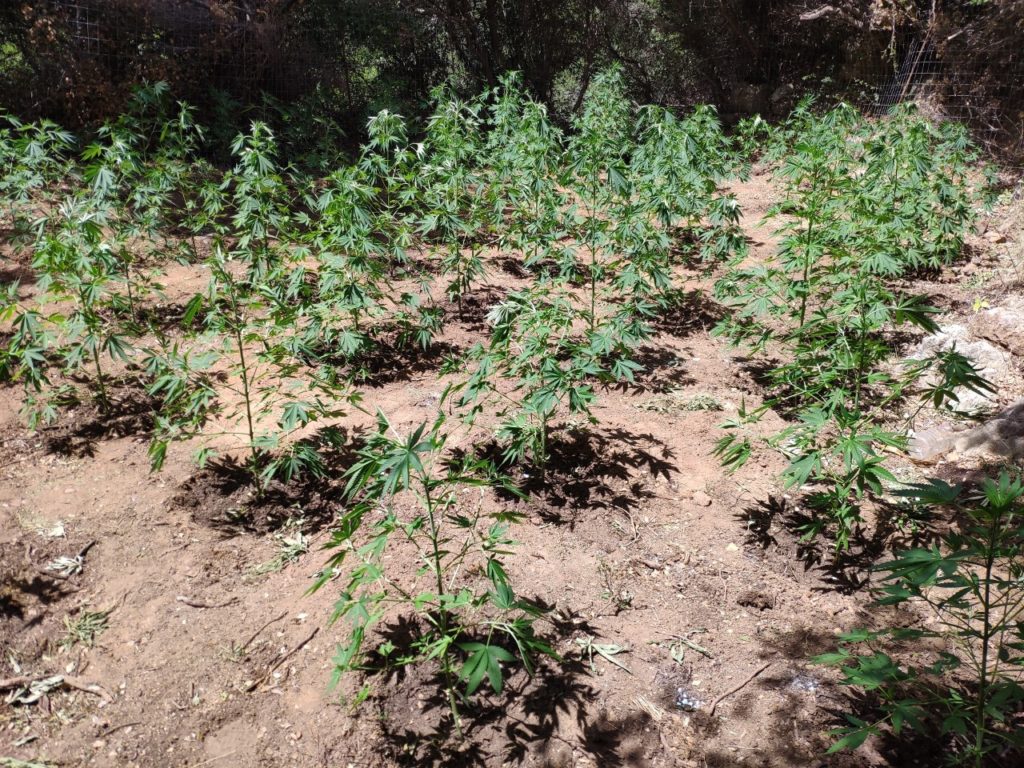 Ρέθυμνο: Εντοπίστηκε φυτεία δενδρυλλίων κάνναβης στον Μυλοπόταμο