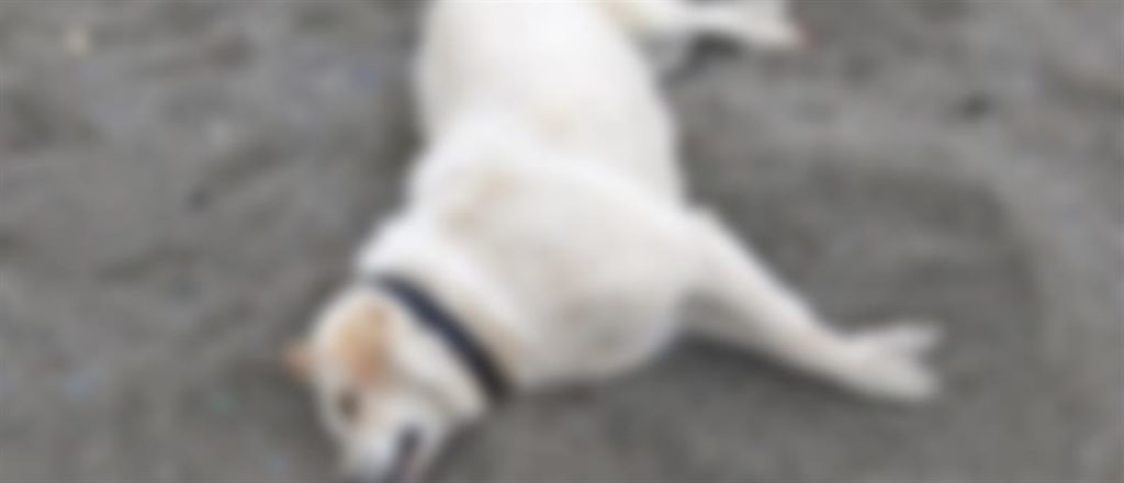 Φρικτός θάνατος πιτ μπουλ στη Μεγάλη Βελανιδιά – Φόλες σε δυο σκυλιά μιας οικογένειας