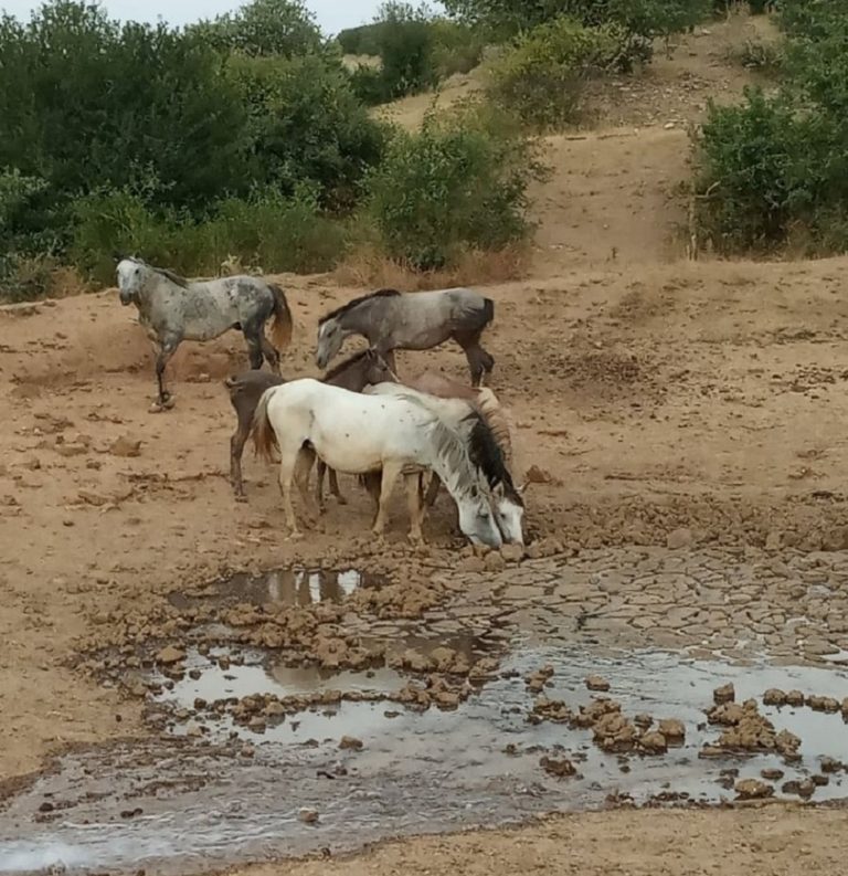 Επιχείρηση από την πολιτική προστασία για τα άγρια άλογα του Σουλίου