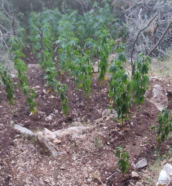 Μεσσηνία: Εντοπίστηκε φυτεία με 394 δενδρύλλια κάνναβης