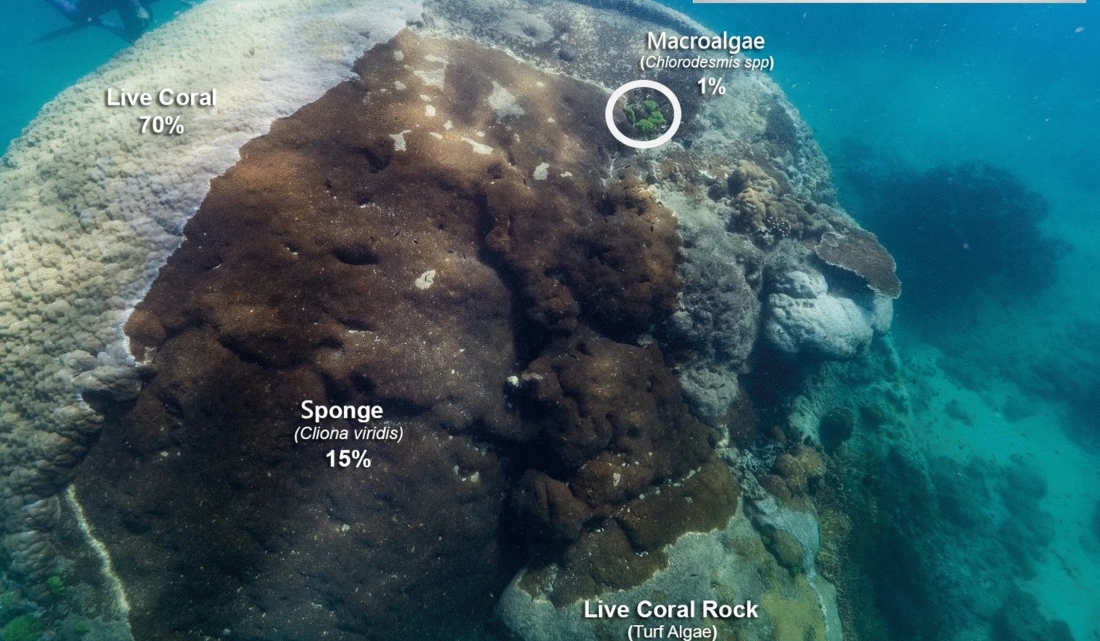 Επιστήμονες ανακάλυψαν μία από τις μεγαλύτερες και παλαιότερες αποικίες κοραλλιών 