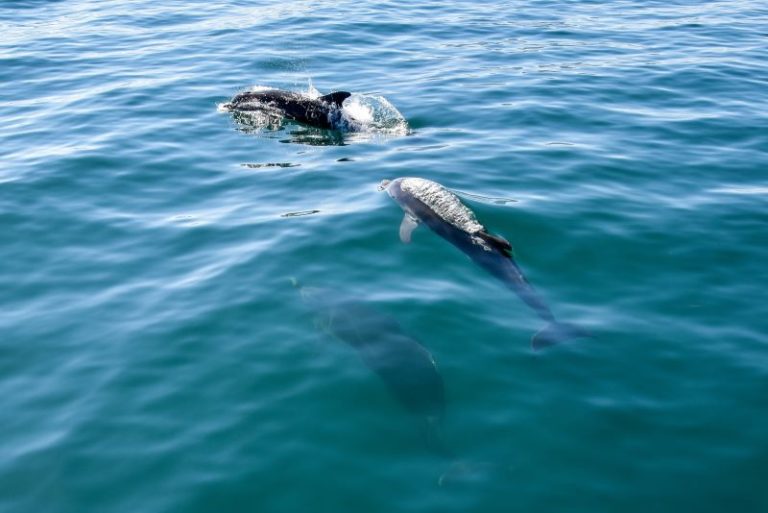 Δελφίνια συνοδεύουν το καραβάκι που πλέει στον Θερμαϊκό – Δείτε το video