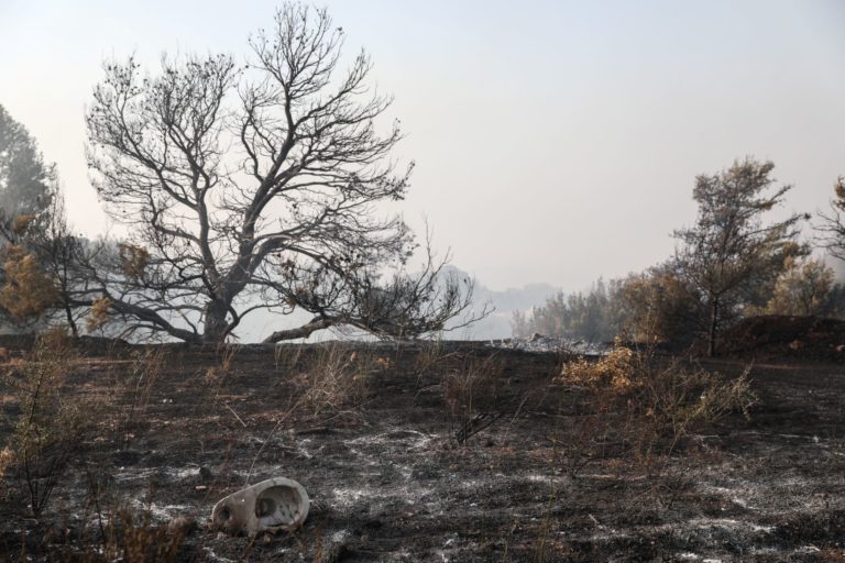 Καλάβρυτα: Υπό έλεγχο η φωτιά