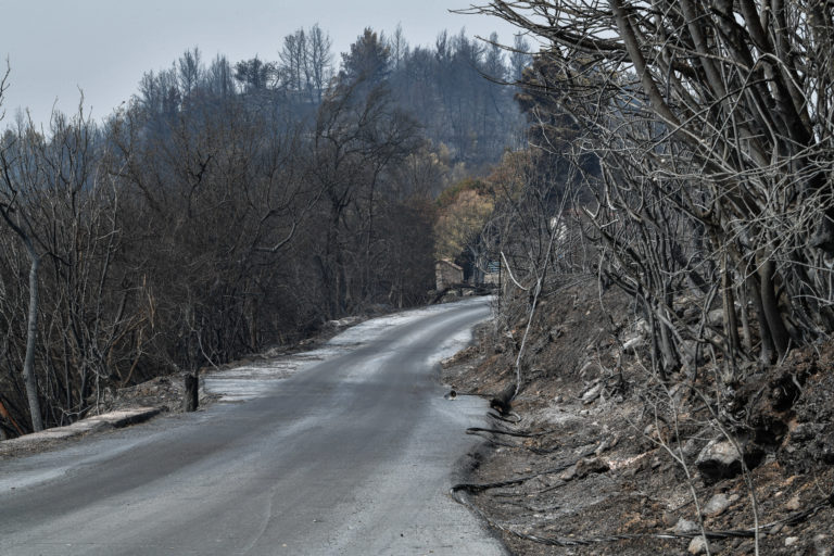 Ποια είναι τα επόμενα βήματα για την αναγέννηση των δασών – Τι πρέπει να γίνει άμεσα