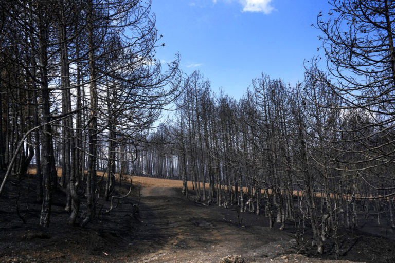 Τα μυστικά της κατάσβεσης μιας δασικής πυρκαγιάς — Τι αποκαλύπτει ο περιβαλλοντολόγος Μ. Αθανασίου (video)