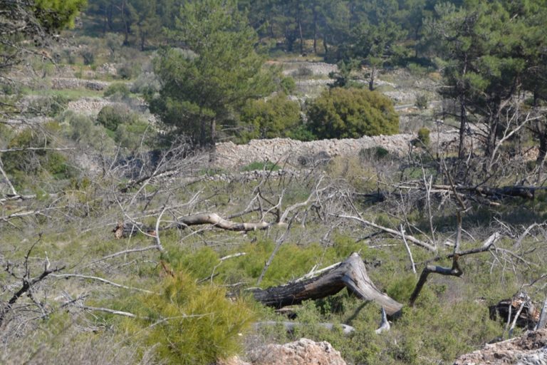 Σε “επαγρύπνηση για τα δάση” καλεί η ΛΑΣ Δήμου Χίου