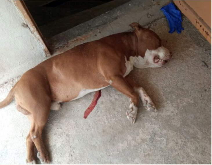 ΓΑΔΑ: Αμυνόμενος ο αστυνομικός σκότωσε τον σκύλο — Κηδεμόνας: Δεν τον άγγιξε, εν ψυχρώ εκτέλεση (video)