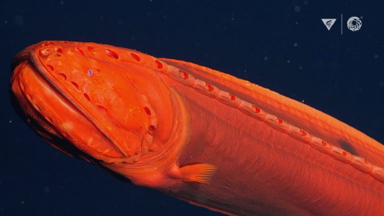 Εντοπίστηκε ψάρι που αλλάζει μορφή, στις ακτές της Καλιφόρνιας