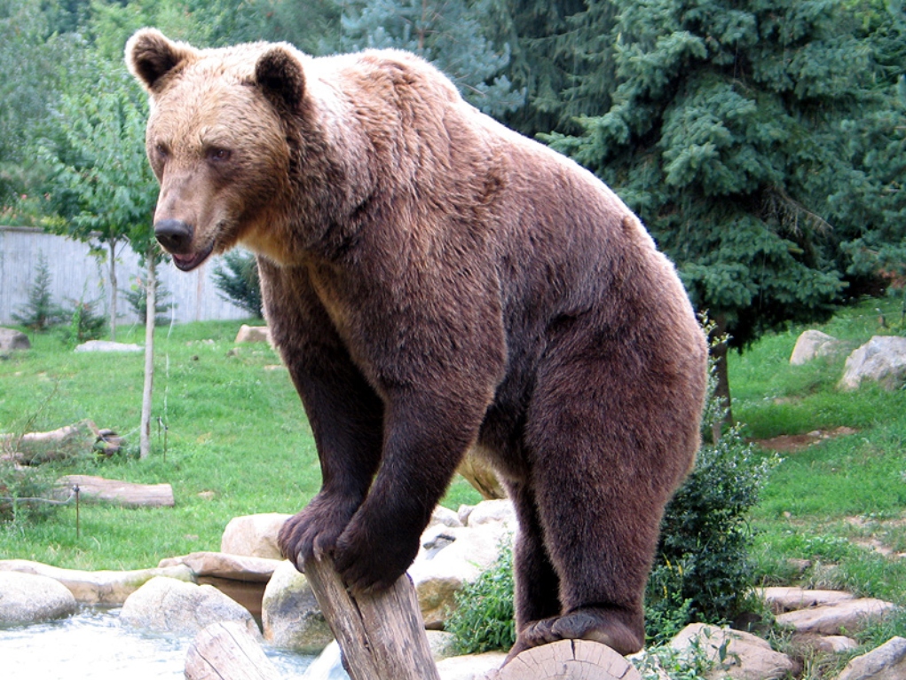 Επιστήμονες εξήγαγαν αρχαίο DNA από κρανίο αρκούδας 32.000 ετών