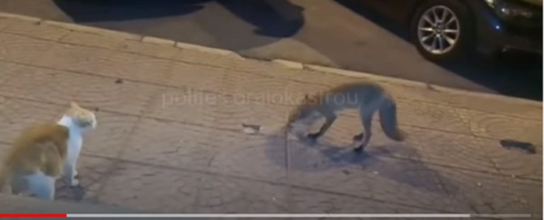 Η αλεπού που έψαxνε τροφή σε καφετέρια (video)