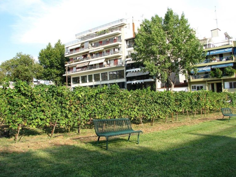 Διπλάσια η φετινή παραγωγή από τον αστικό αμπελώνα του δήμου Θεσσαλονίκης