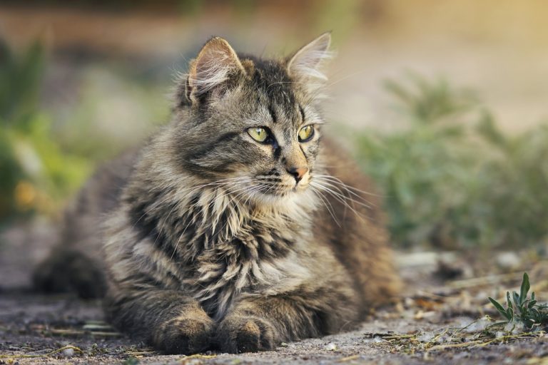 Βρετανία: Σοβαρή ασθένεια που συνδέεται με ζωοτροφή έχει προσβάλλει χιλιάδες γάτες