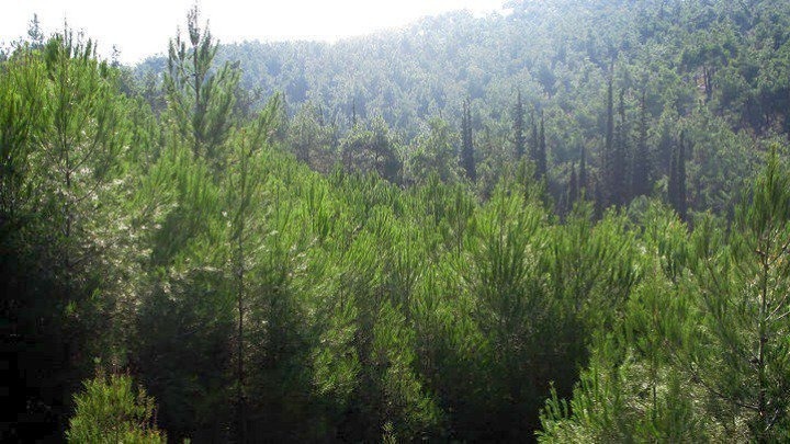 Θεσσαλονίκη:Παρατείνεται έως τις 13/8 η απαγόρευση μετακίνησης σε δάση