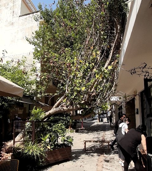 Πτώση δέντρου στο κέντρο της Καλαμάτας