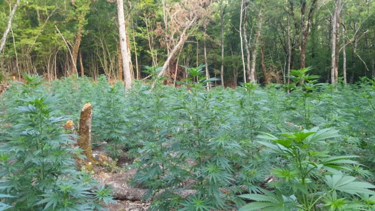 Μεγάλη φυτεία κάνναβης στην Κόνιτσα- Συνελήφθη ο καλλιεργητής