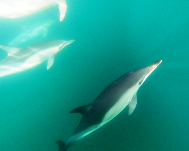 Τα δελφίνια του Θερμαϊκού καταγράφει η οργάνωση iSea