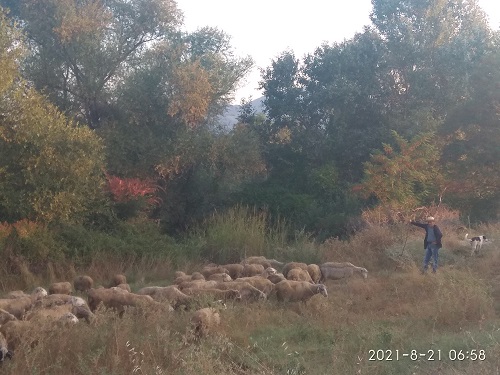 Ροδόπη: Λιγόστεψαν τα κοπάδια μαζί και οι τσοπάνηδες