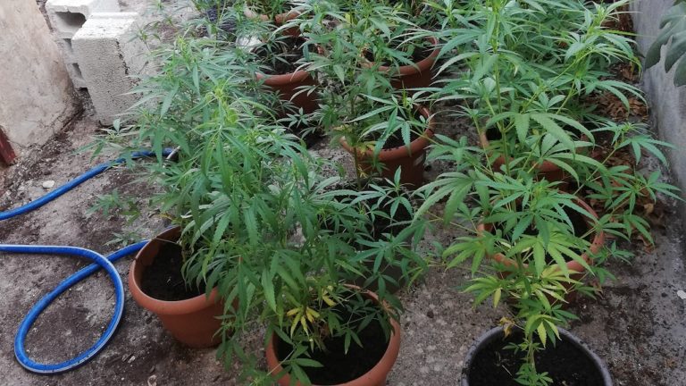 Ρέθυμνο: Εντοπίστηκε φυτεία με δενδρύλλια κάνναβης – Αναζητούνται οι καλλιεργητές