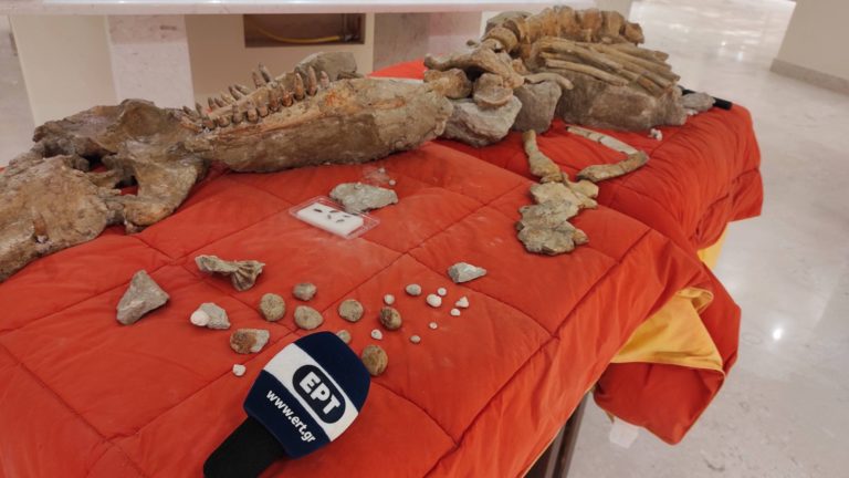 Απολιθωμένη φάλαινα όρκα εκατομμυρίων ετών βρέθηκε στην Ρόδο (video)