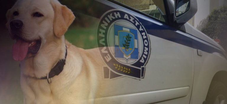 Εικοσιπεντάχρονος συνελήφθη για θανάτωση σκύλου στη Θεσσαλονίκη