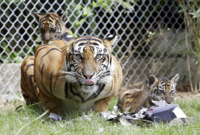 Ινδονησία: Δύο τίγρεις της Σουμάτρας προσβλήθηκαν από την Covid-19
