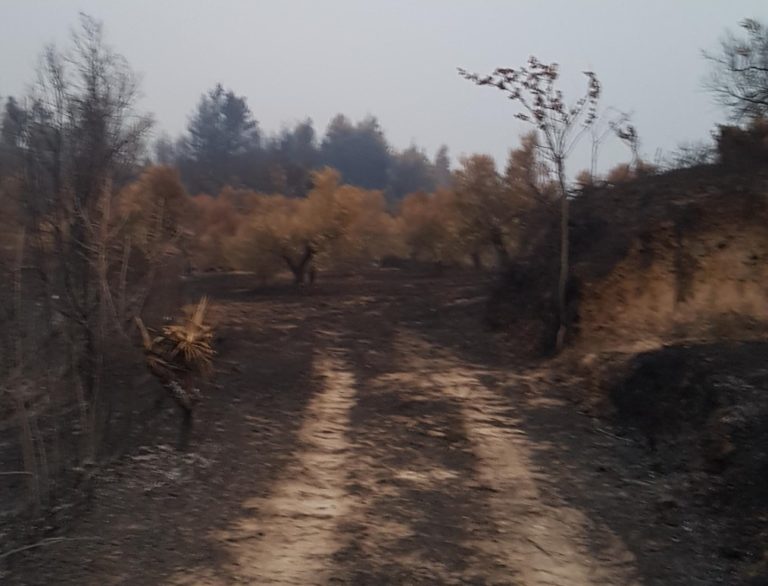 Πελοπόννησος: Παράταση στις αιτήσεις για όσους υπέστησαν ζημιές από τις φωτιές του 2018