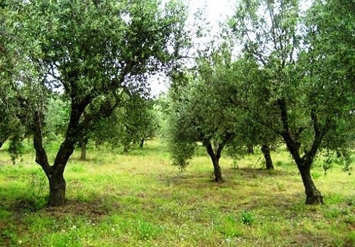 Αλλαγή καλλιεργητικής κουλτούρας εν όψει της επερχόμενης αύξησης της θερμοκρασίας