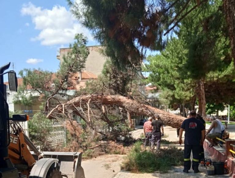 Πτολεμαϊδα: Αναστατώθηκαν κάτοικοι  από την πτώση μεγάλου δέντρου στο πάρκο Χρηστίδη