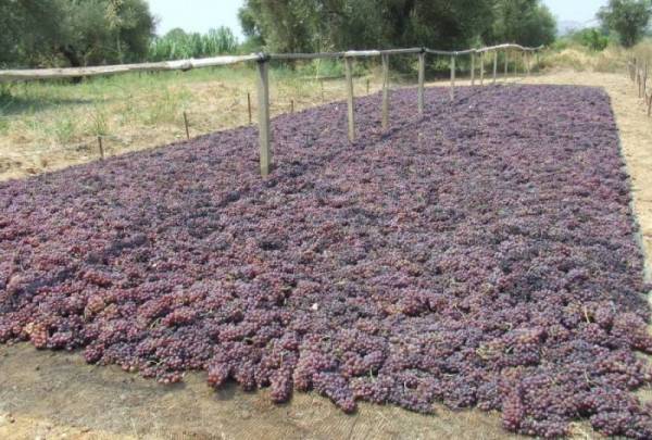 Παραλαβή σταφίδας από Ο.Π Αμαλιάδας