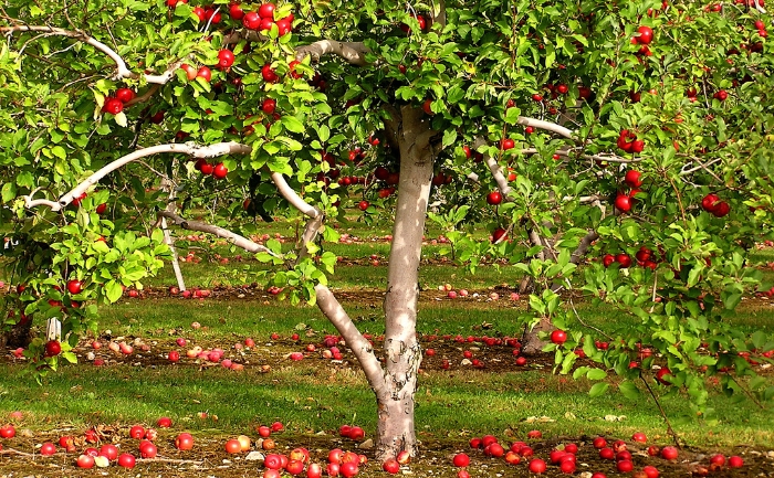Φλώρινα: Απάντηση του Υπουργείου Αγροτικής Ανάπτυξης για τους παραγωγούς μήλων