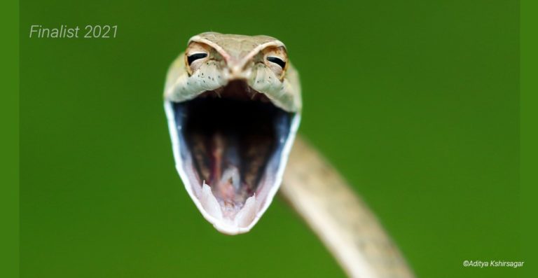 Comedy Wildlife Photo Awards: Τα άγρια ζώα στις πιο αστείες στιγμές τους