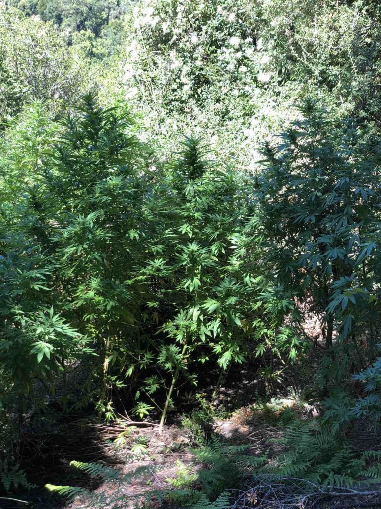 Μεσσηνία: Φυτεία με 47 δενδρύλλια κάνναβης στη Νέδουσα του Ταϋγέτου