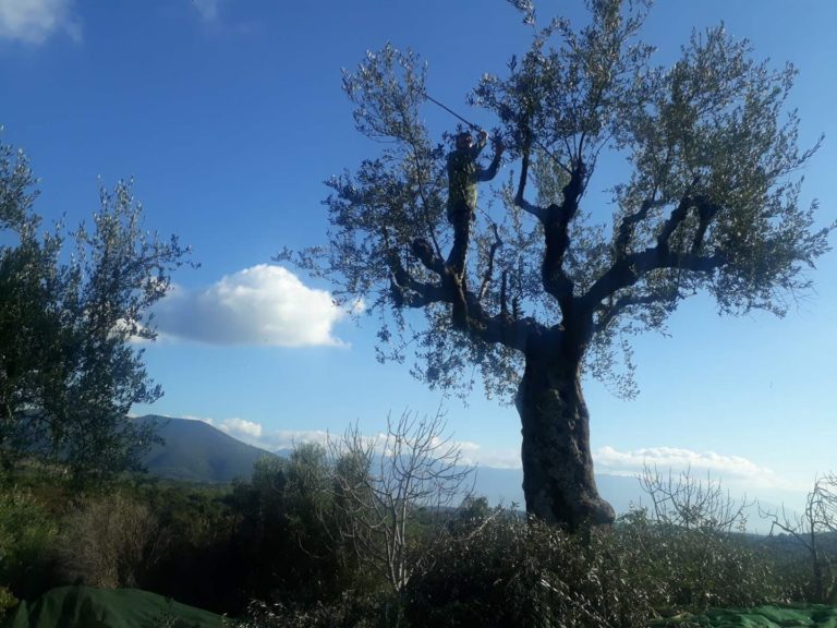 Μαγγανιακό Μεσσηνίας: Μια σημαντική δράση από το Open Farm Days και την “ΚΟΙΝΣΕΠ Νόστος”