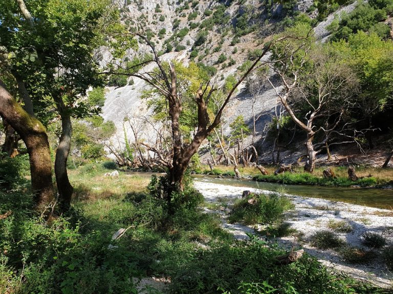 Ήπειρος: Τα πλατάνια αφανίζονται και τα ποτάμια υποβαθμίζονται (video)