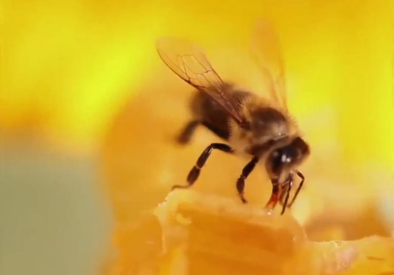 Οι μέλισσες «μετακόμισαν» από την βόρεια στην κεντρική Εύβοια λόγω των πυρκαγιών (video)