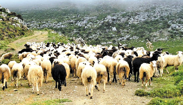 Χανιά: Οδηγίες προς τους κτηνοτρόφους μετά την εμφάνιση κρουσμάτων καταρροϊκού πυρετού σε πρόβατα
