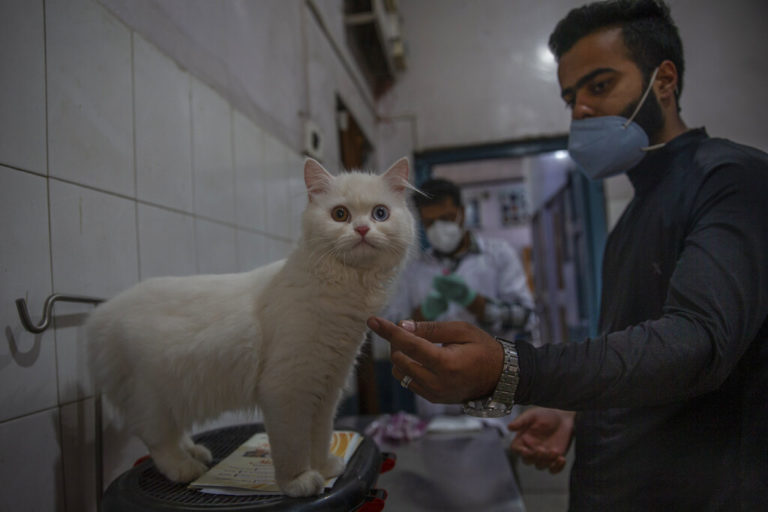 Οι κινεζικές αρχές έκαναν ευθανασία σε τρεις κατοικίδιες γάτες με Covid 19