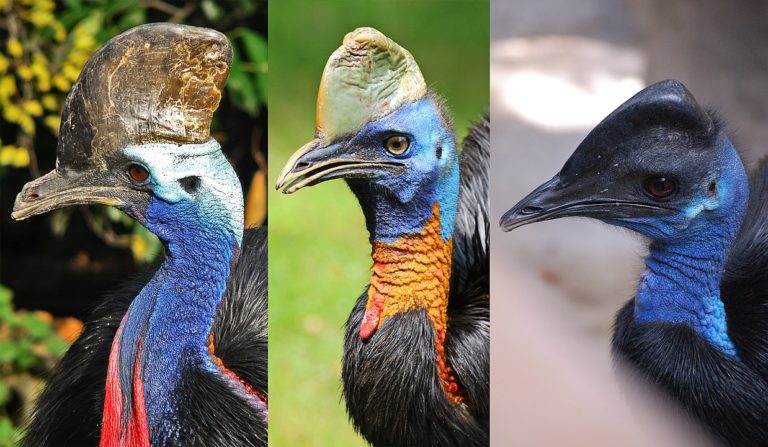 Το πιο επικίνδυνο πουλί στον κόσμο ανατράφηκε από τον άνθρωπο πριν από 18.000 χρόνια