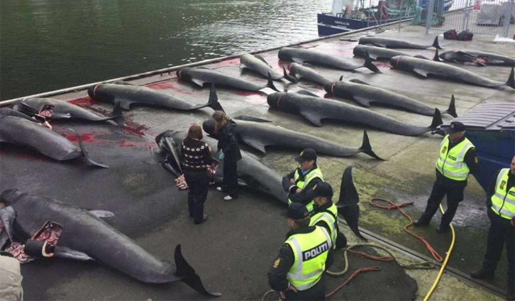 Διεθνής κατακραυγή μετά τη σφαγή 1.400 δελφινιών στα Νησιά Φερόε – Εκκλήσεις για μποϊκοτάζ