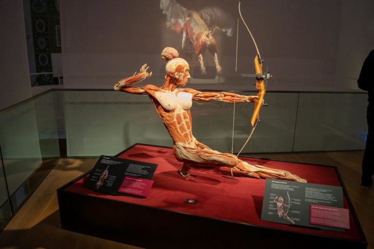 BODY WORLDS: Στον «Ελληνικό Κόσμο» η έκθεση με τα πλαστικοποιημένα ανθρώπινα σώματα (video)