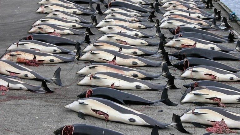 Νησιά Φερόε: Κυνηγοί σκότωσαν 1.428 δελφίνια στο πλαίσιο αιματηρού εθίμου