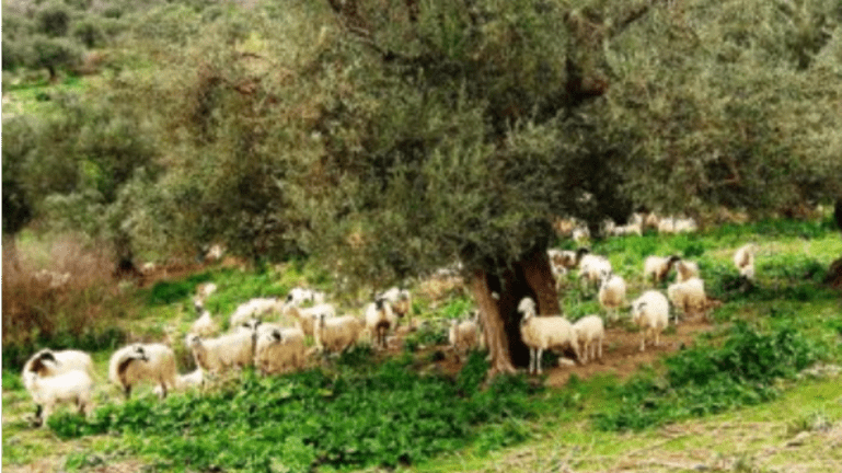 Χανιά: Συγκέντρωση διαμαρτυρίας στο Δημαρχείο Κισάμου για τα ανεπιτήρητα κοπάδια. Κάτοικοι και ο Δήμαρχος στην ΕΡΤ Χανίων(ηχητικό)