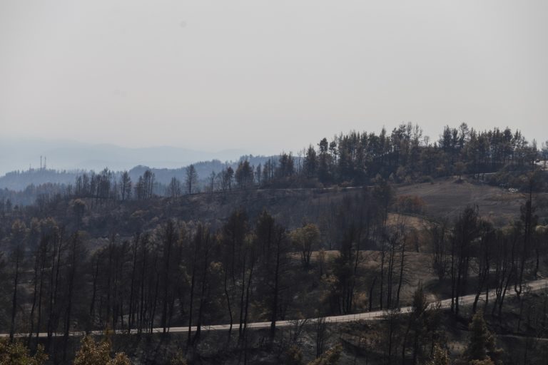 Οδοιπορικό στα καμένα της Εύβοιας τέσσερις μήνες μετά την καταστροφική πυρκαγιά (video)