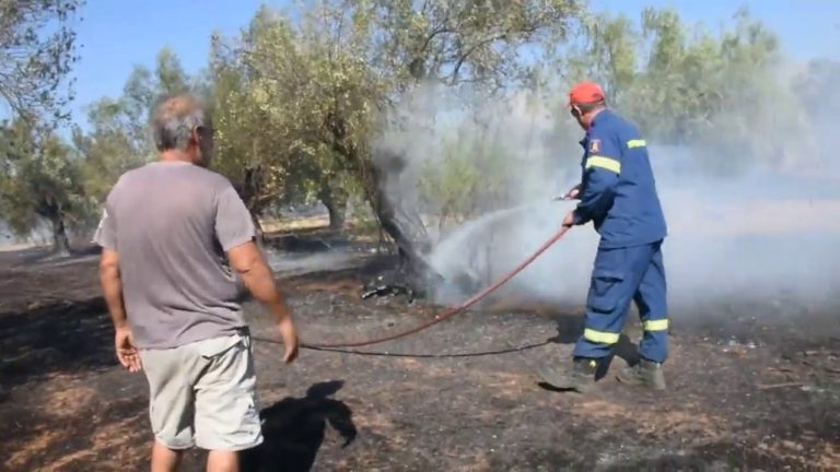 Μεσσηνία: Ημερίδα για την αποκατάσταση πυρόπληκτων ελαιώνων