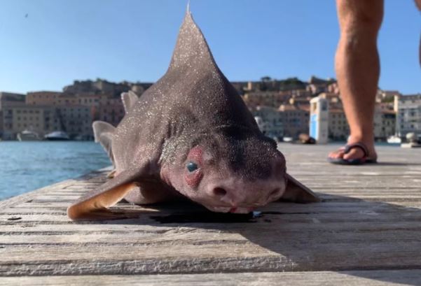Ένας πολύ διαφορετικός καρχαρίας βρέθηκε στα δίχτυα Ιταλών – Έχει «πρόσωπο γουρουνιού» (φωτογραφίες)