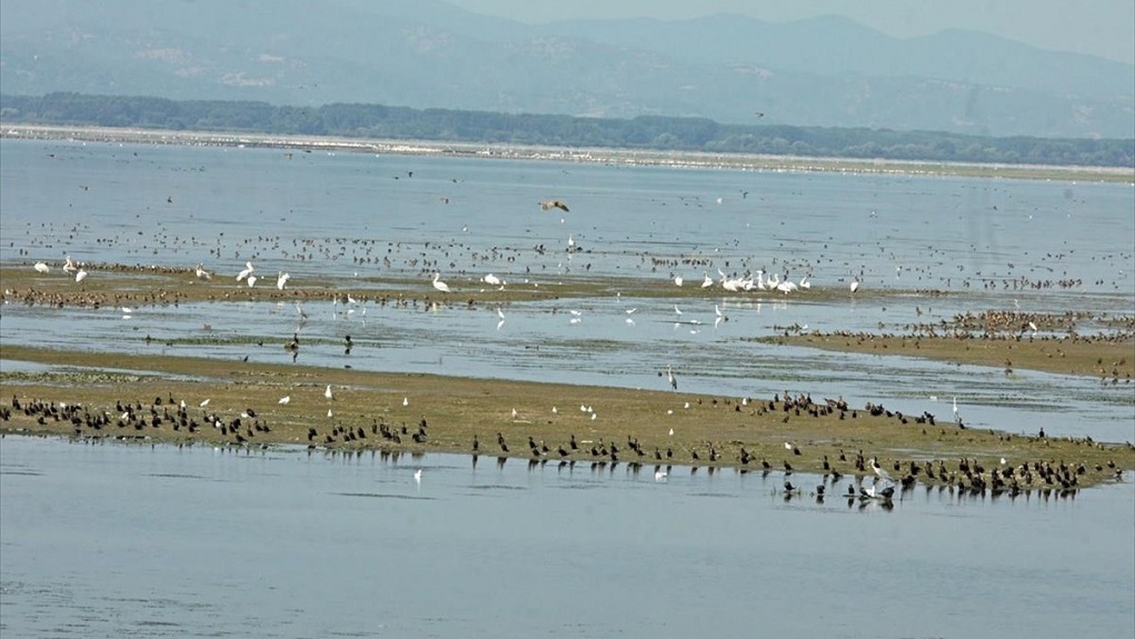 Σέρρες: “Γιορτή των Πουλιών” στη λίμνη Κερκίνη την ερχόμενη Κυριακή