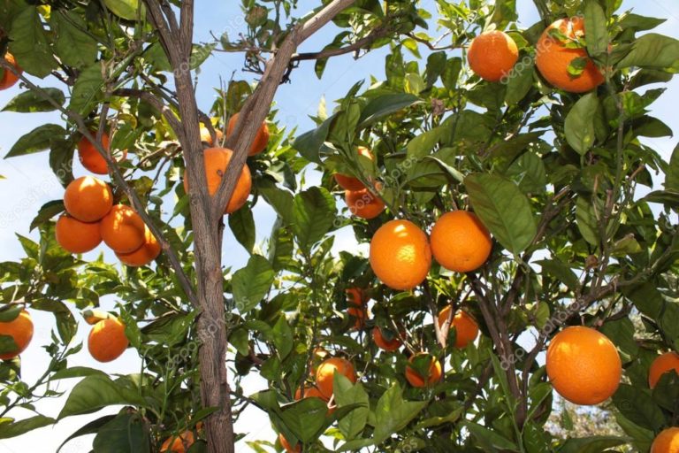 Έξαρση ασθενειών σε εσπεριδοειδή Άρτας και Θεσπρωτίας