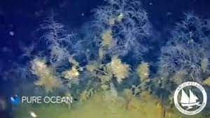 Ινστιτούτο “Αρχιπέλαγος”: Ανακαλύφθηκαν δάση μαύρου κοραλλιού στο Αιγαίο (βίντεο)
