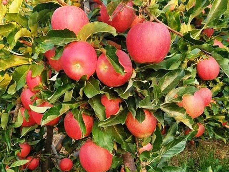 Τα μήλα ZAGORIN έρχονται με το Φθινόπωρο