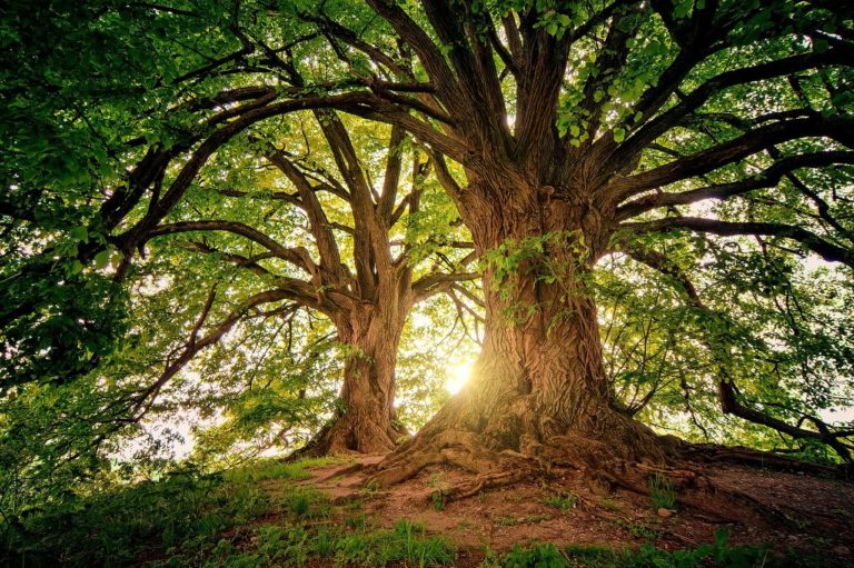 Έρευνα: Σχεδόν το ένα στα τρία είδη δέντρων της Γης κινδυνεύουν με εξαφάνιση